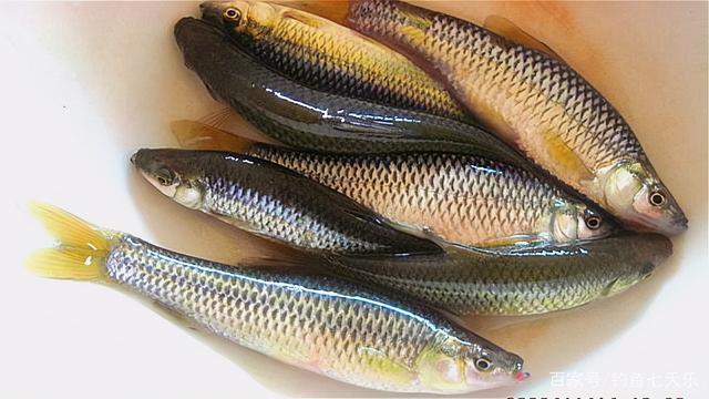 新澳今天最新资料大全和云南滇池现鱼跳龙门与滇池跳水