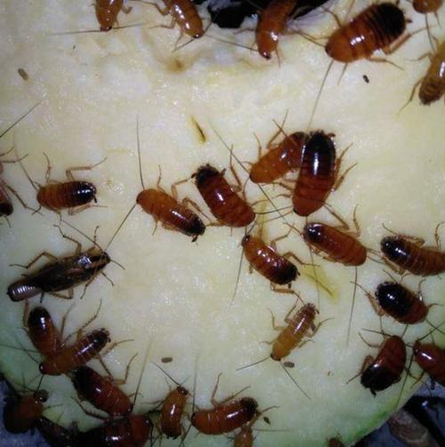 新门内部资料免费提供和北京现带翅膀大蟑螂与北方带翅膀的蟑螂