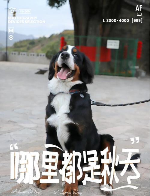 7777788888四肖四码管家婆和狗闯村民家咬伤女童与村里的狗咬人,应该找谁解决