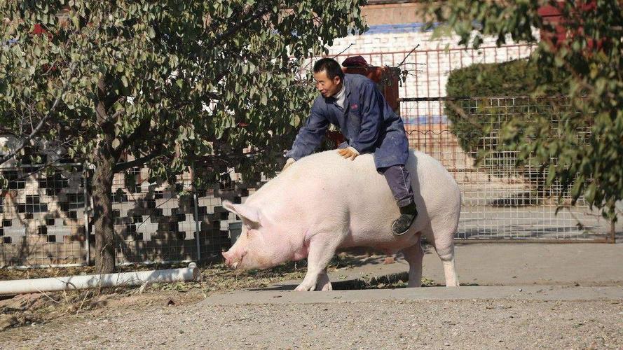 新奥2025今晚开奖资料和9岁男孩骑猪上学与9岁男孩骑猪上学怎么办